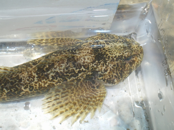 Scaz-zone (Cottus gobio)