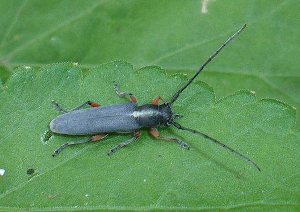 Phytoecia rufipes