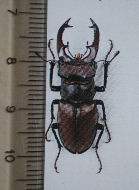 ho trovato un Lucanus Cervus (Cervo Volante) consigli grz