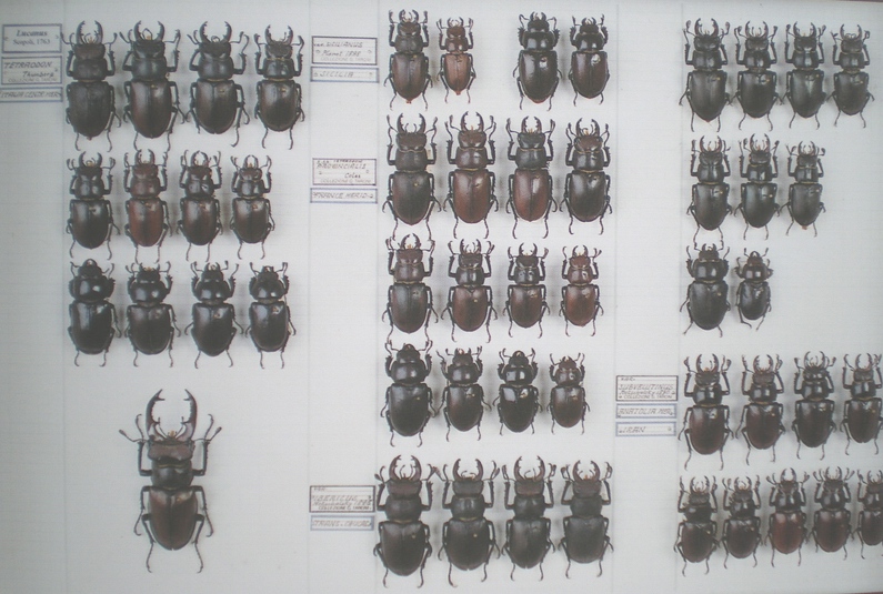 ho trovato un Lucanus Cervus (Cervo Volante) consigli grz