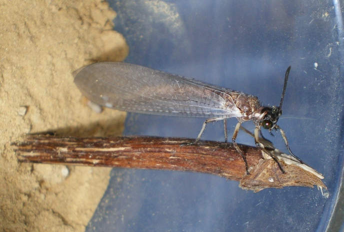 Myrmeleon formicarius: la metamorfosi