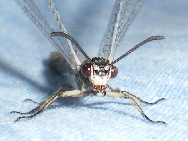 Myrmeleon formicarius: la metamorfosi