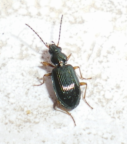 Bembidion da ID: Ocydromus latinus