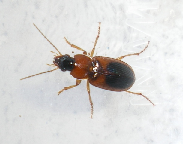 Stenolophus teutonus?? No, S. persicus