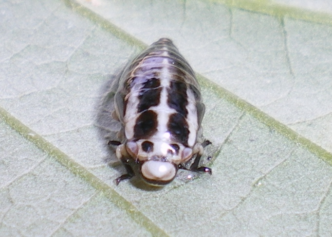 Lepyronia coleoptrata: la metamorfosi