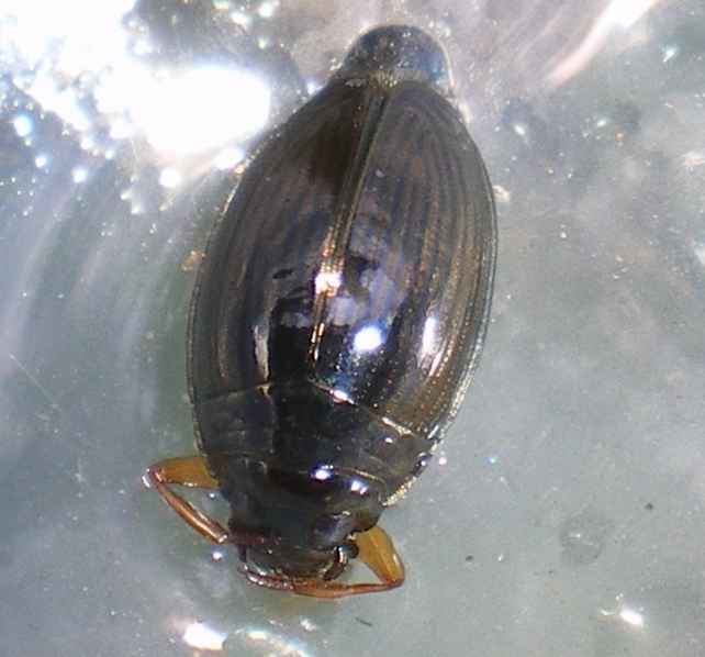 Gyrinidae!! Gyrinus urinator