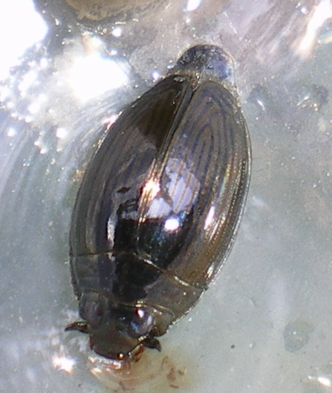 Gyrinidae!! Gyrinus urinator