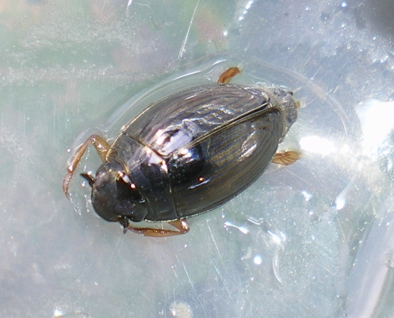 Gyrinidae!! Gyrinus urinator