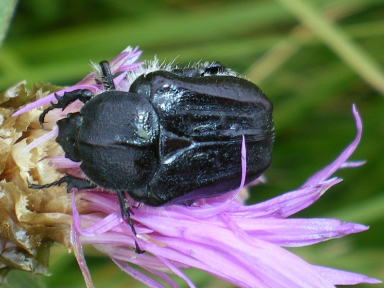 Cos''??? Una Tropinota glabra???