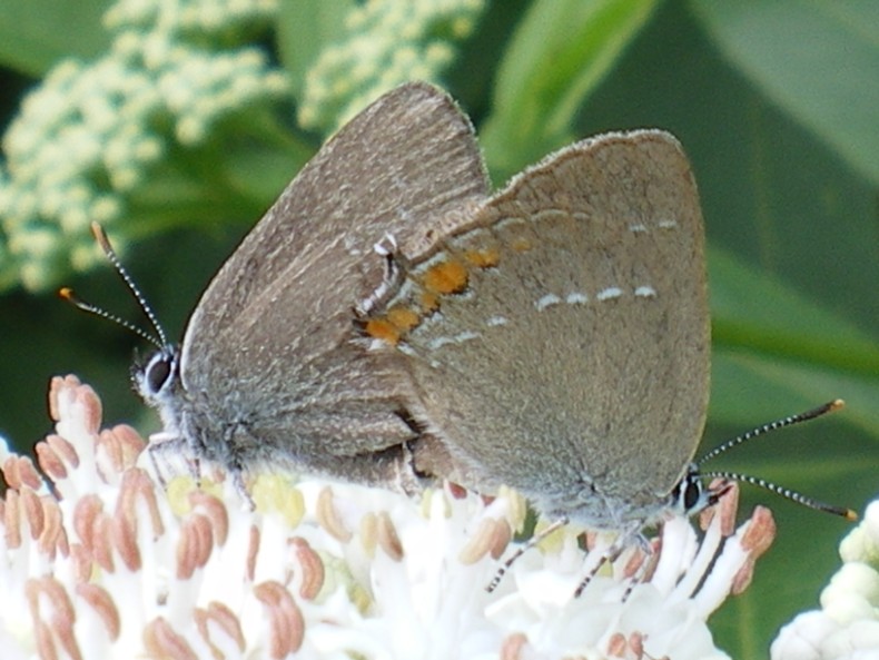 Satyrium acaciae