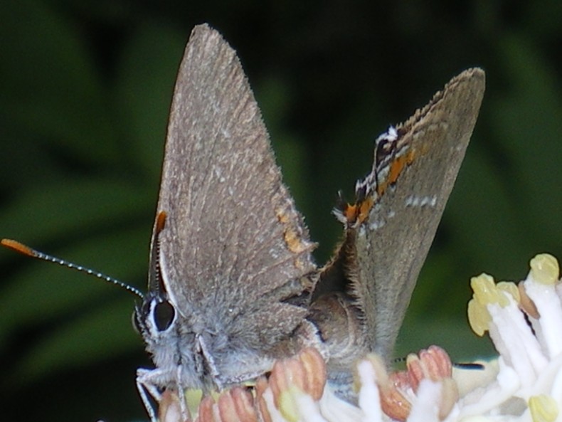 Satyrium acaciae