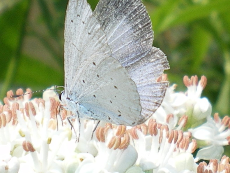 Lycaenidae da ID - Celastrina argiolus