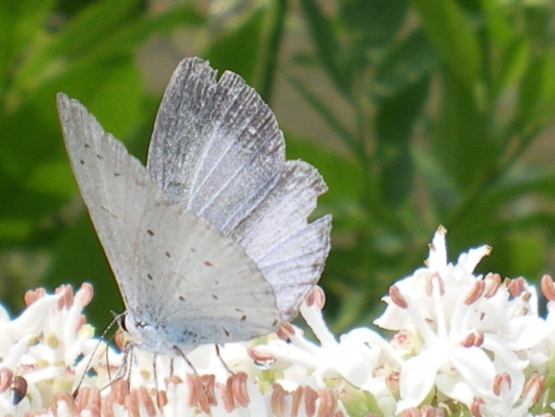 Lycaenidae da ID - Celastrina argiolus