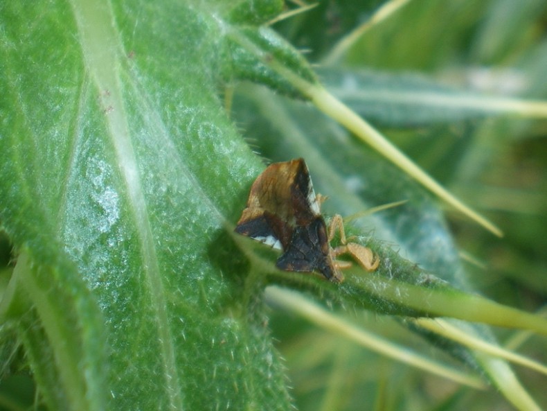 Phymata (Phymata) crassipes??