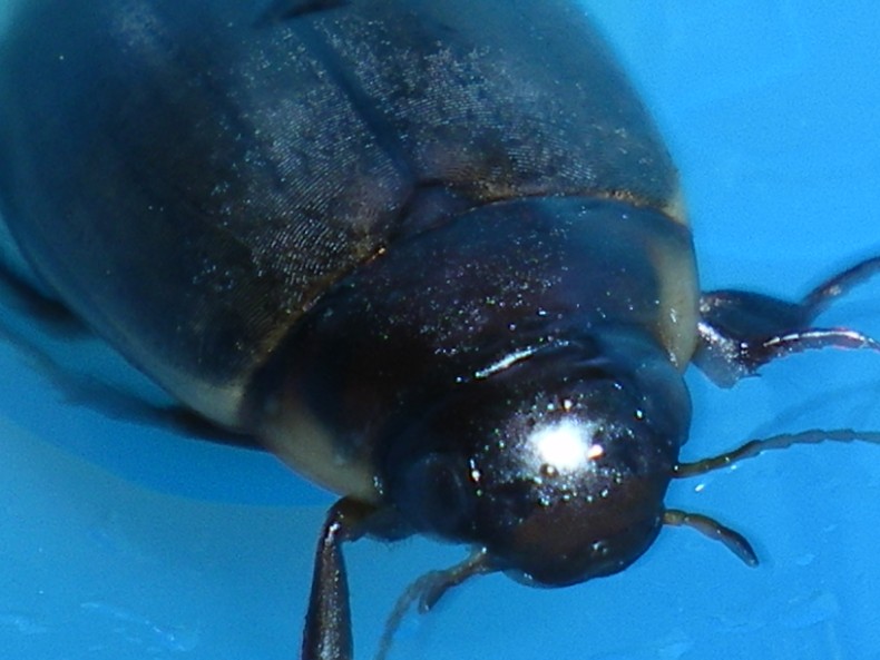 Colymbetes fuscus