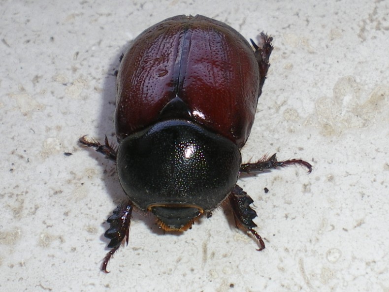 Pentodon bidens: la metamorfosi