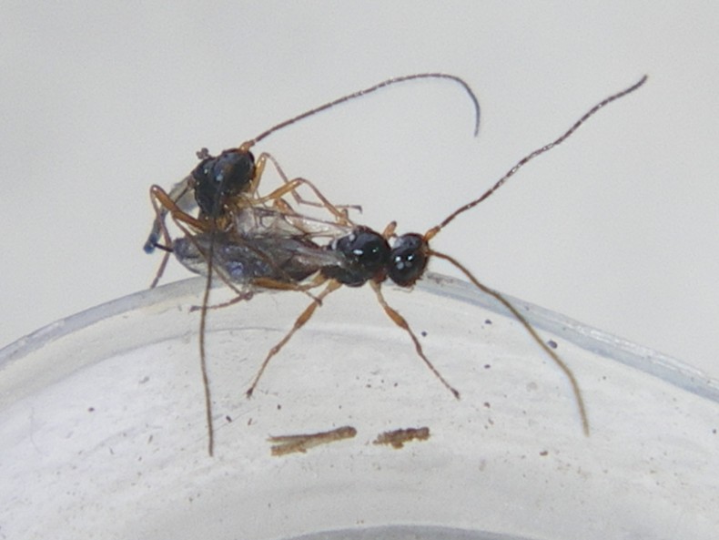 Piccoli braconidi usciti dal pupario di una mosca...