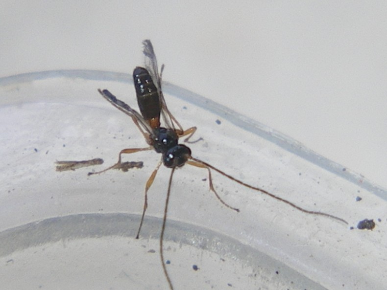 Piccoli braconidi usciti dal pupario di una mosca...