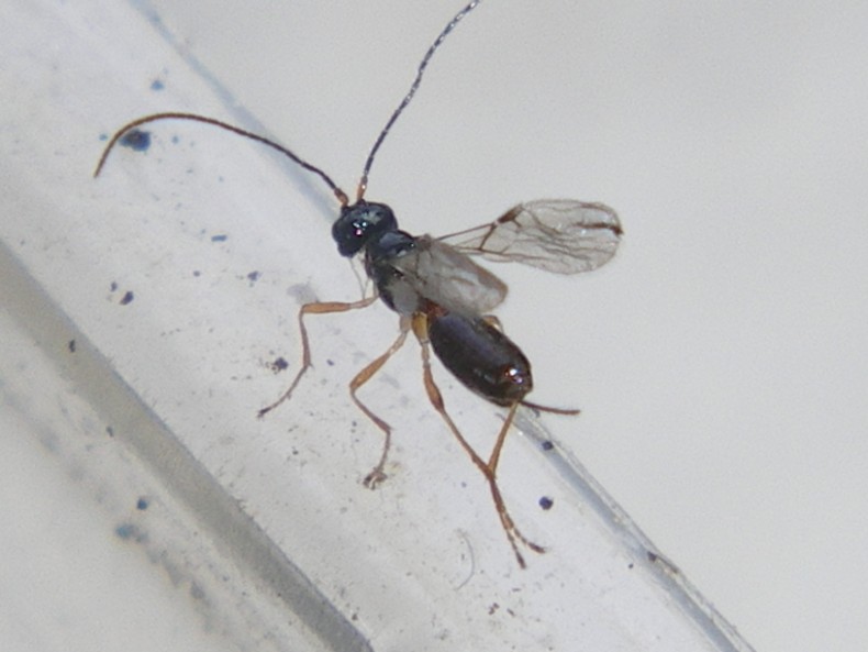 Piccoli braconidi usciti dal pupario di una mosca...