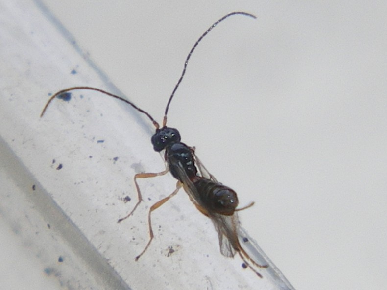 Piccoli braconidi usciti dal pupario di una mosca...