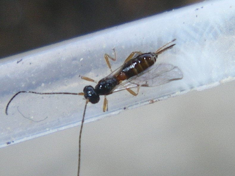 Piccoli braconidi usciti dal pupario di una mosca...