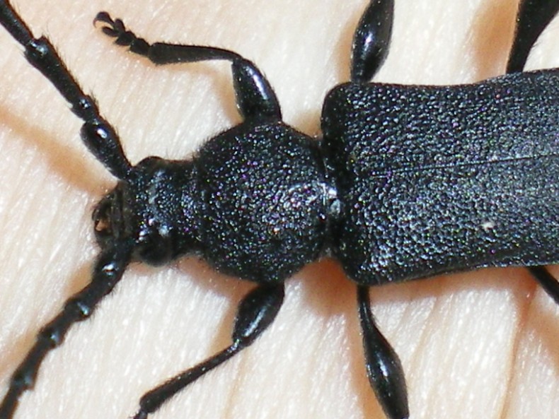 Ropalopus clavipes