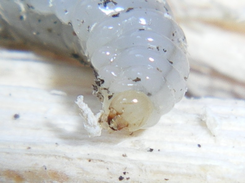 Ciclo vitale Crabronidae: Ectemnius lapidarius o cavifrons