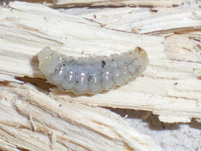 Ciclo vitale Crabronidae: Ectemnius lapidarius o cavifrons