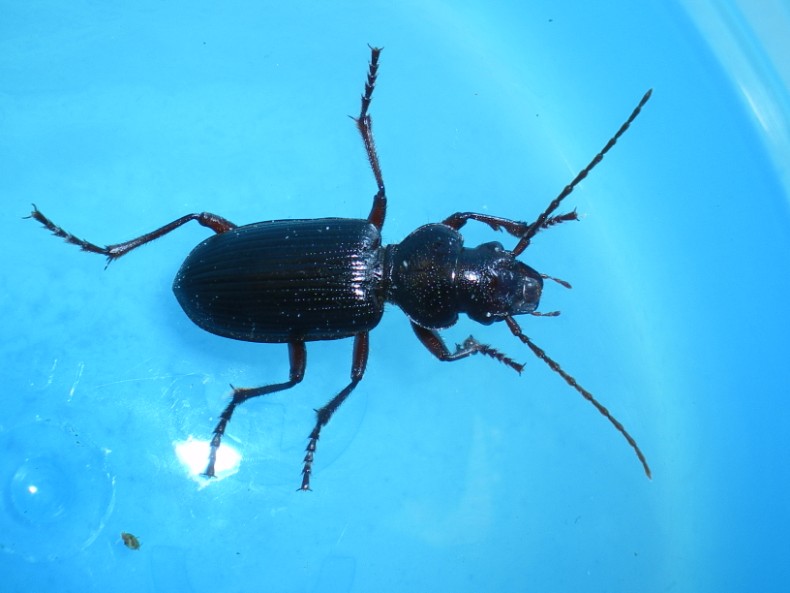 Tschitscherinellus cordatus (Carabidae)