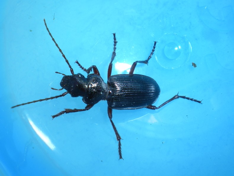 Tschitscherinellus cordatus (Carabidae)