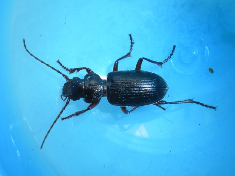 Tschitscherinellus cordatus (Carabidae)