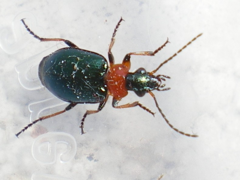 Lamprias cyanocephalus