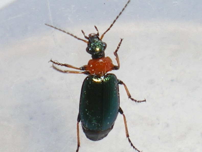 Lamprias cyanocephalus