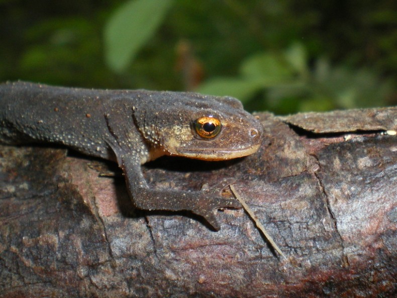 Tritone marmorato? No;  L. boscai e L. helveticus