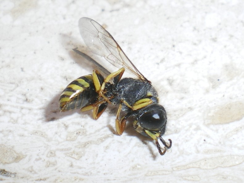 Ciclo vitale Crabronidae: Ectemnius lapidarius o cavifrons