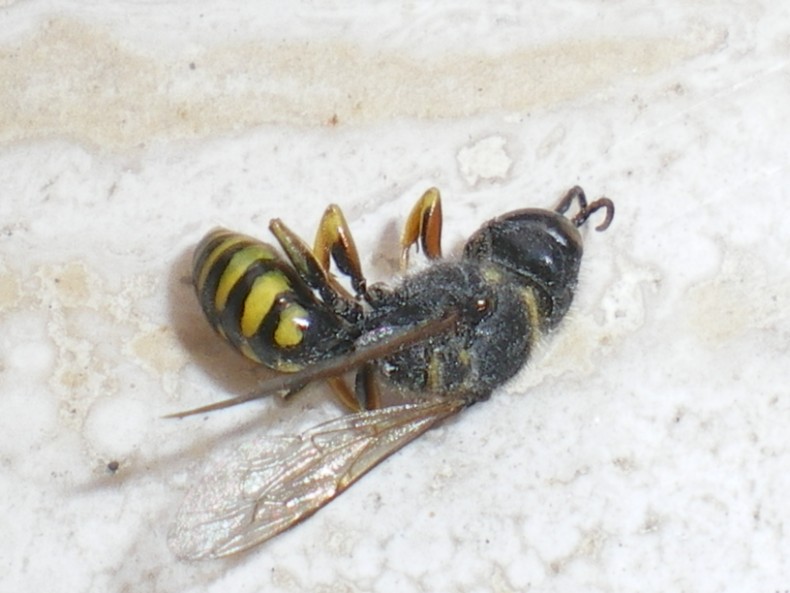 Ciclo vitale Crabronidae: Ectemnius lapidarius o cavifrons