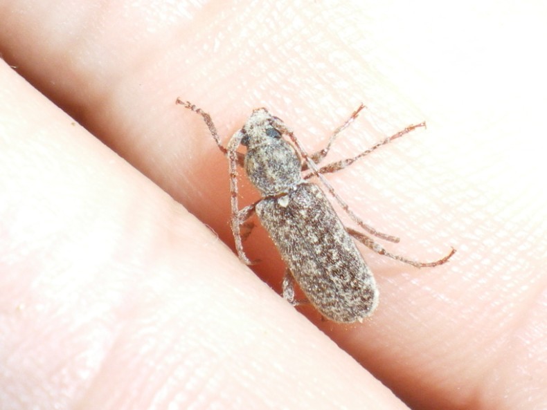 Trichoferus fasciculatus: la metamorfosi