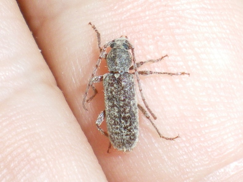 Trichoferus fasciculatus: la metamorfosi