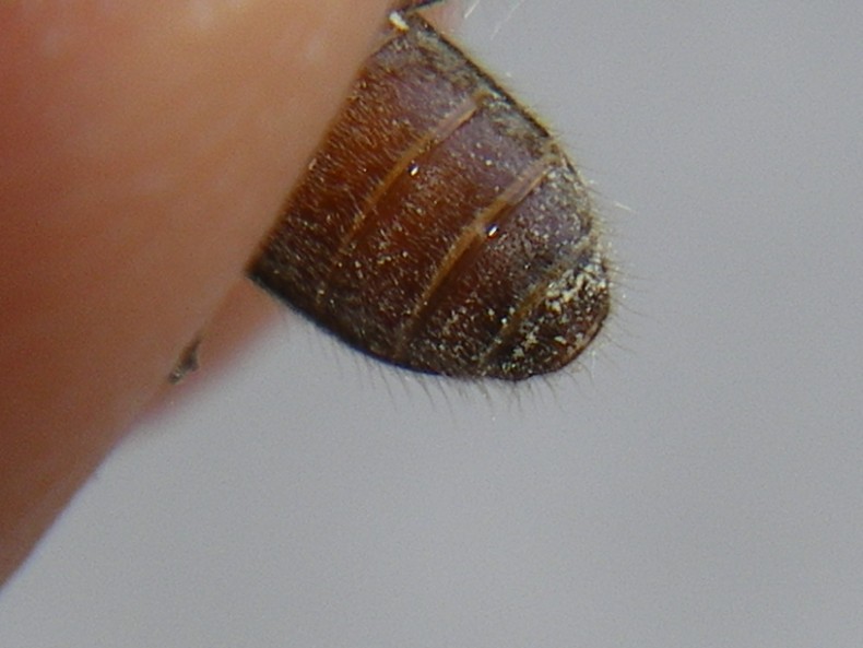 Trichoferus fasciculatus: la metamorfosi