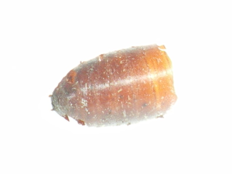 Piccoli braconidi usciti dal pupario di una mosca...