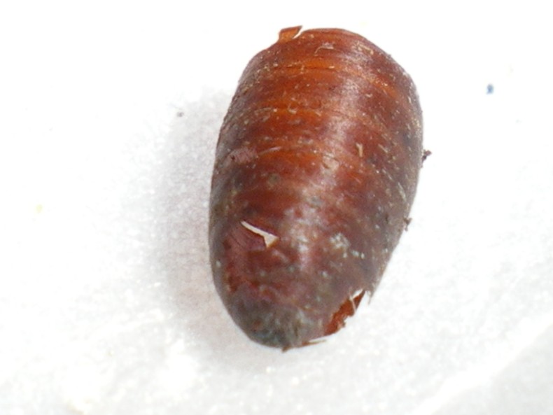 Piccoli braconidi usciti dal pupario di una mosca...