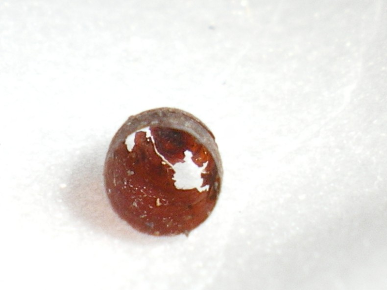 Piccoli braconidi usciti dal pupario di una mosca...