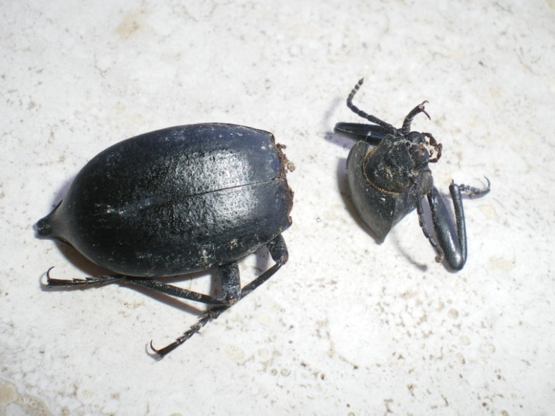 Piccoli braconidi usciti dal pupario di una mosca...