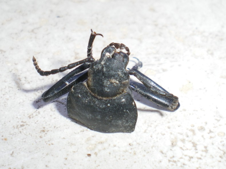 Piccoli braconidi usciti dal pupario di una mosca...