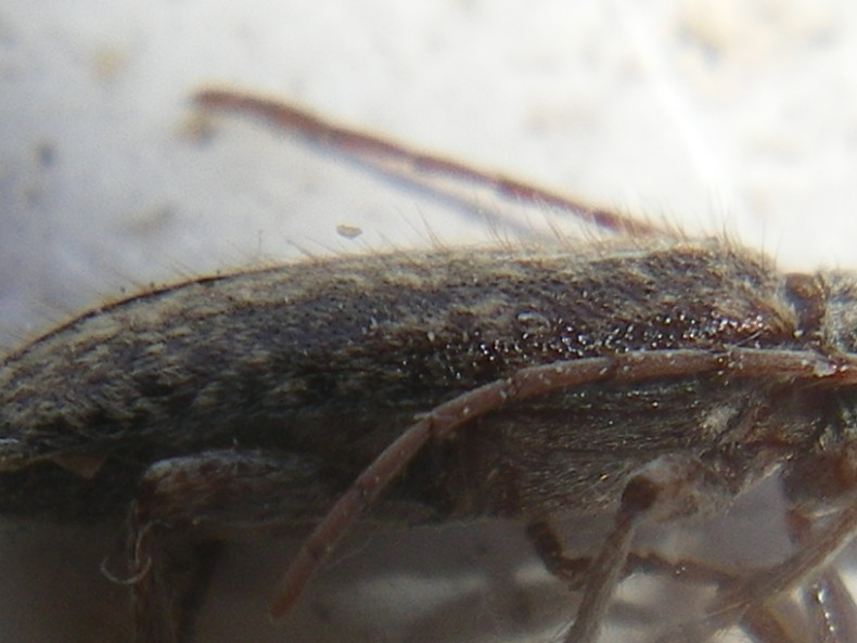 Trichoferus fasciculatus: la metamorfosi