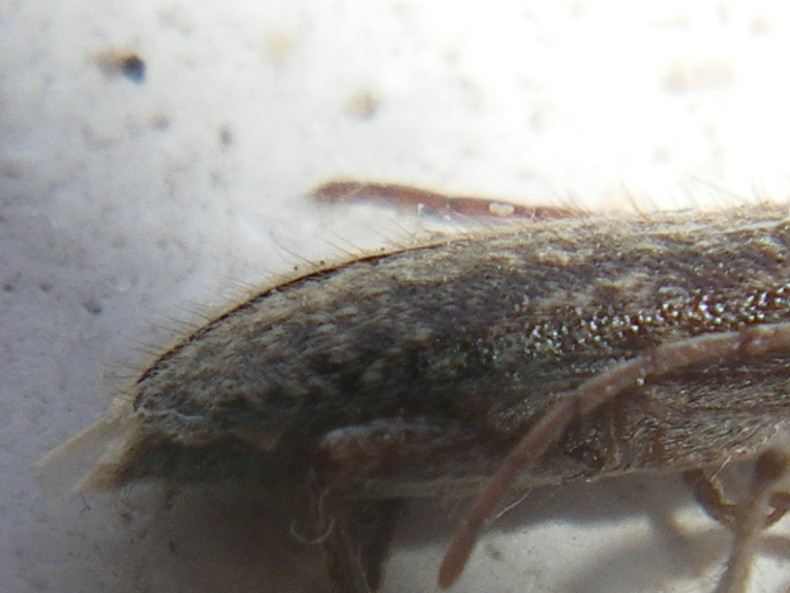 Trichoferus fasciculatus: la metamorfosi