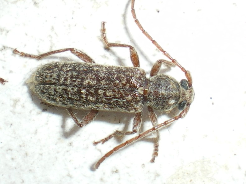 Trichoferus fasciculatus: la metamorfosi