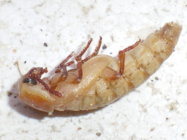 Tenebrio molitor: la metamorfosi