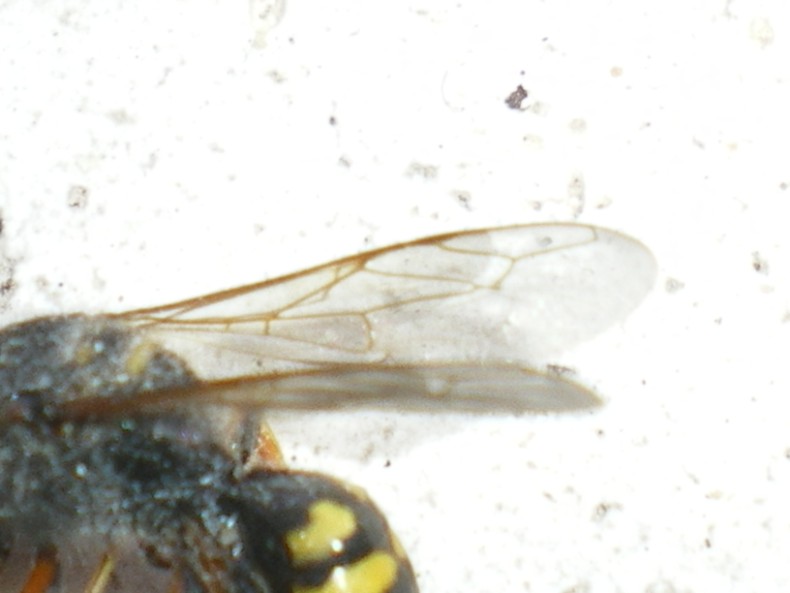 Ciclo vitale Crabronidae: Ectemnius lapidarius o cavifrons