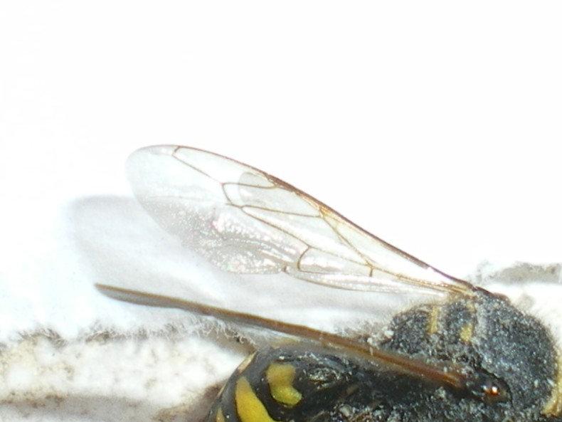 Ciclo vitale Crabronidae: Ectemnius lapidarius o cavifrons